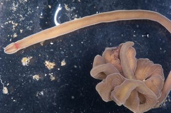 Media type: image; Invertebrate Zoology 135324